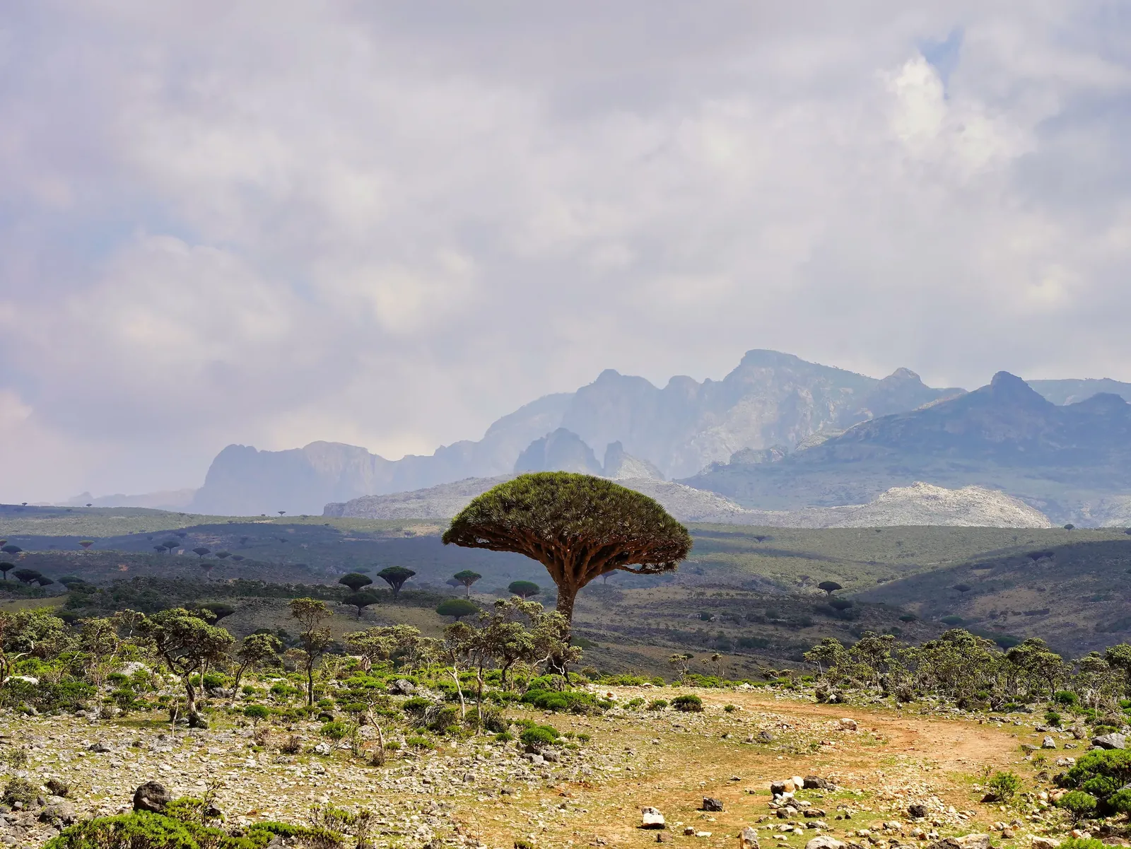 Dragon blood trees across Socotra’s limestone highlands