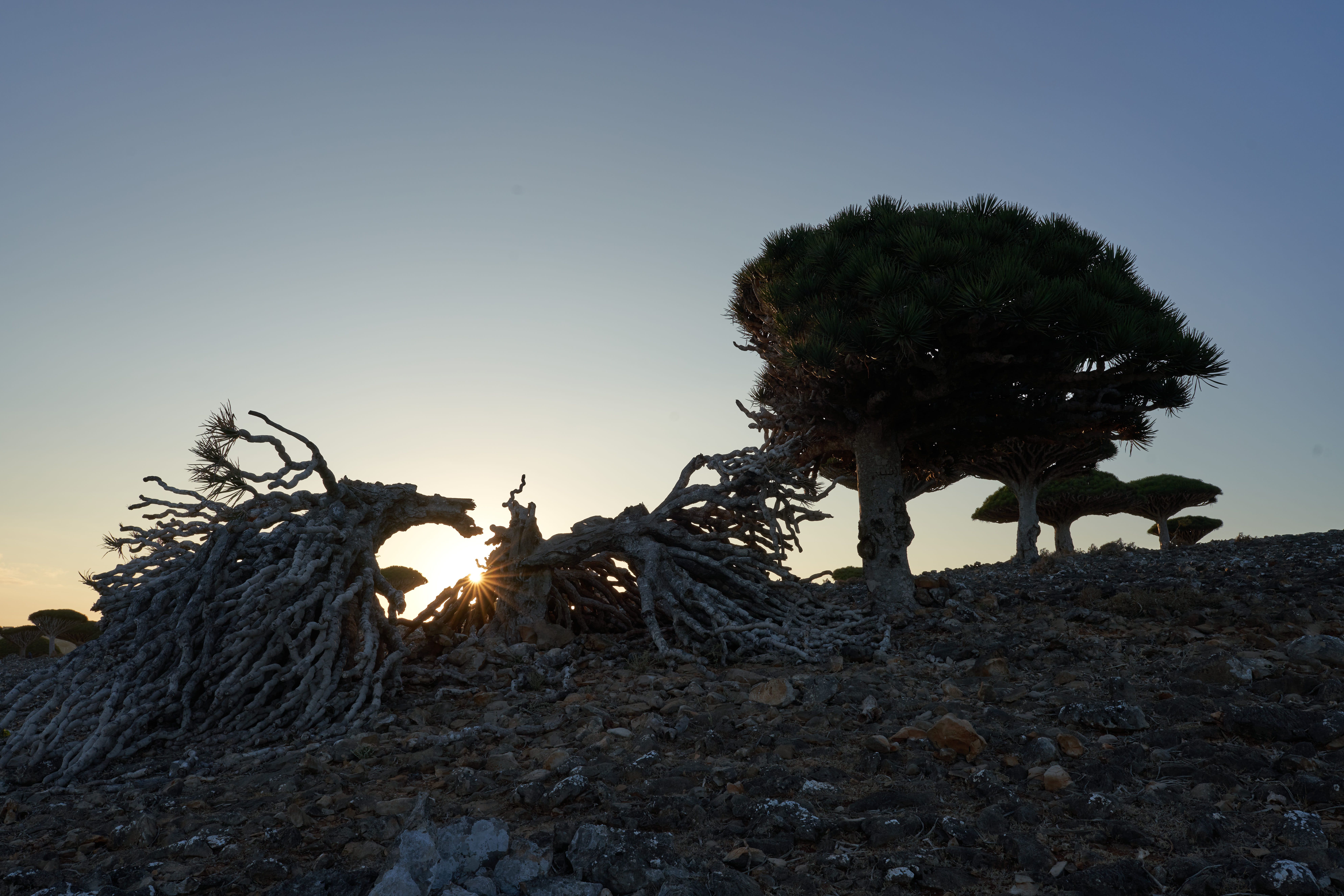 Dragon blood tree forest in the evening light on Socotra