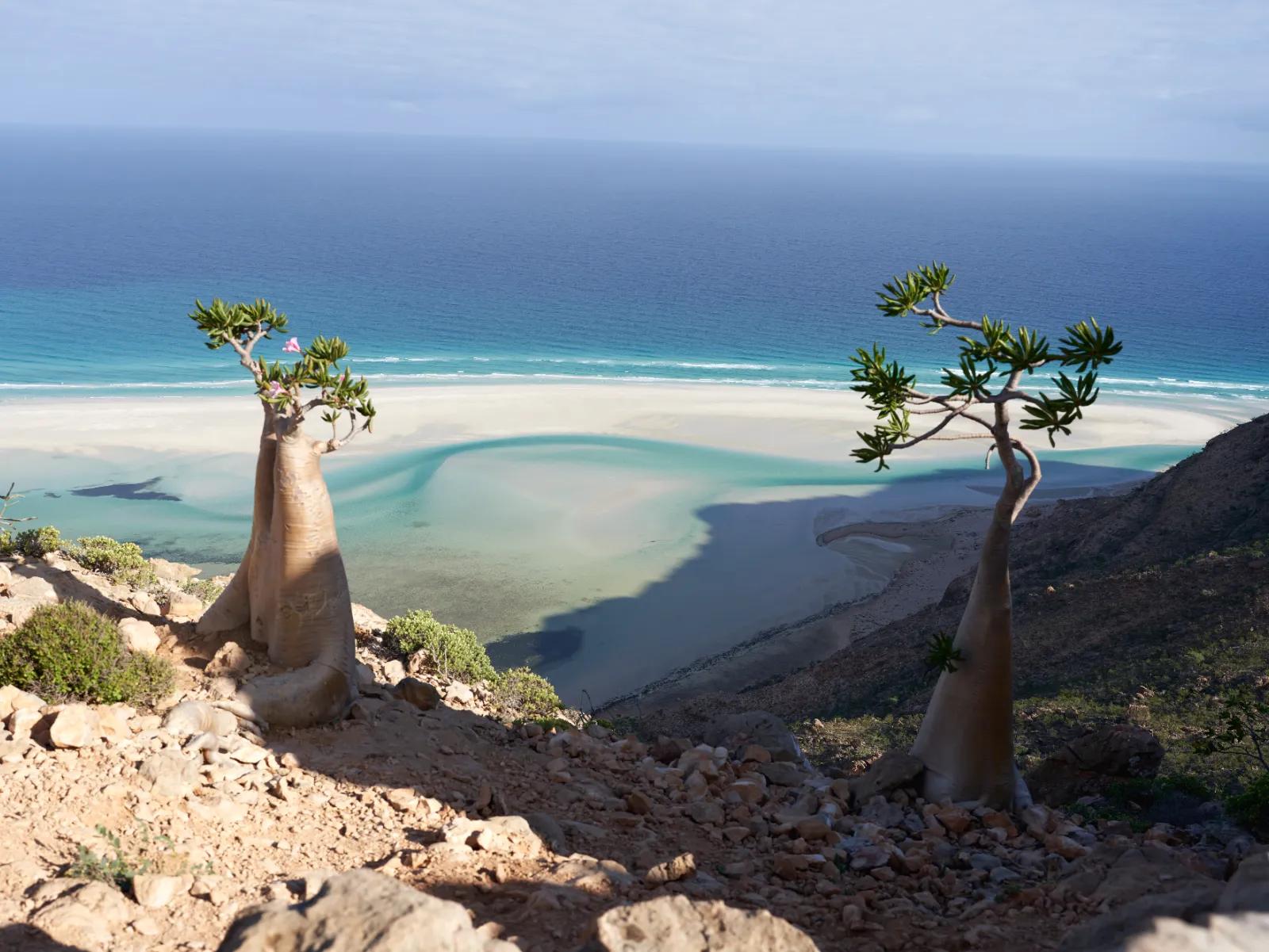 Bottle-shaped desert rose trees above a turquoise lagoon on Socotra