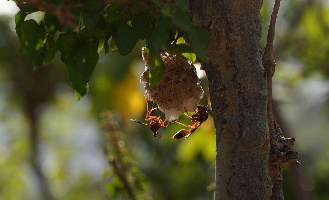 Wasps at a nest beneath leaves