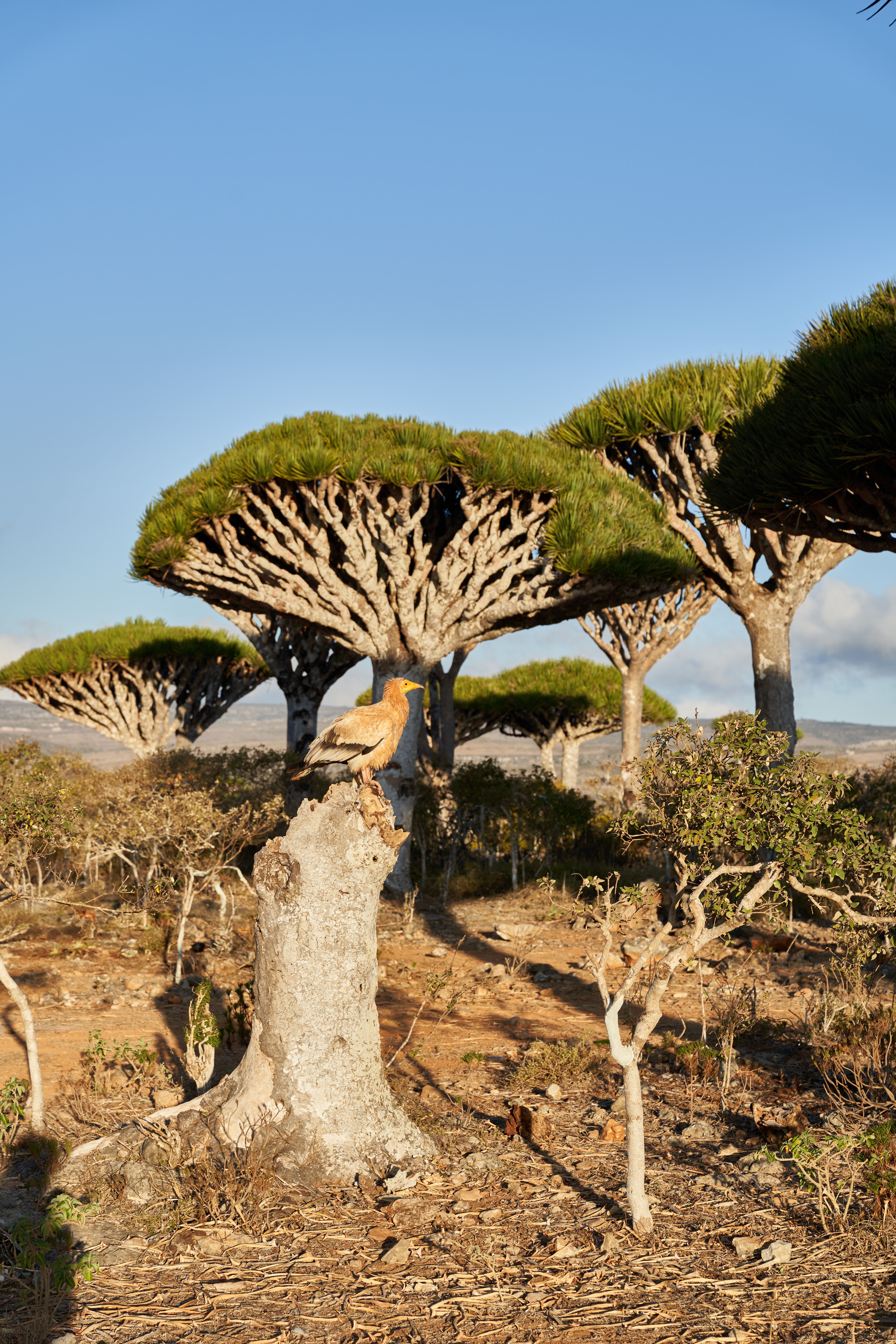 Egyptian vulture perched among Socotra's dragon blood trees