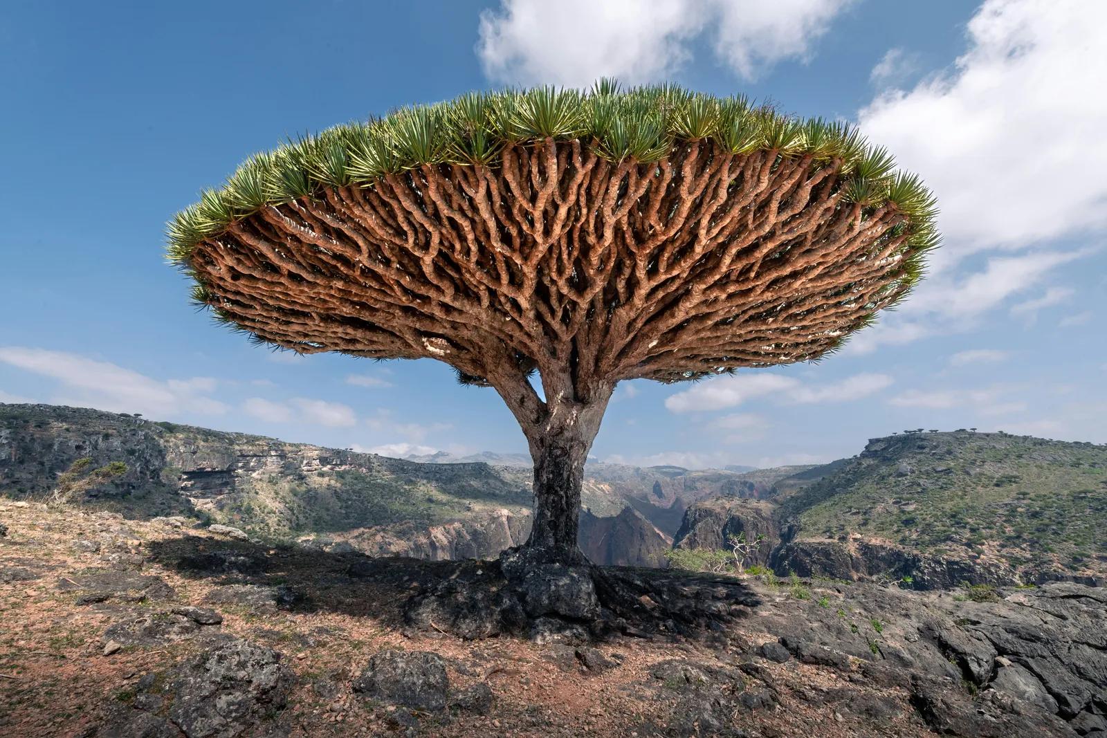 Dragon blood trees across Socotra's highlands