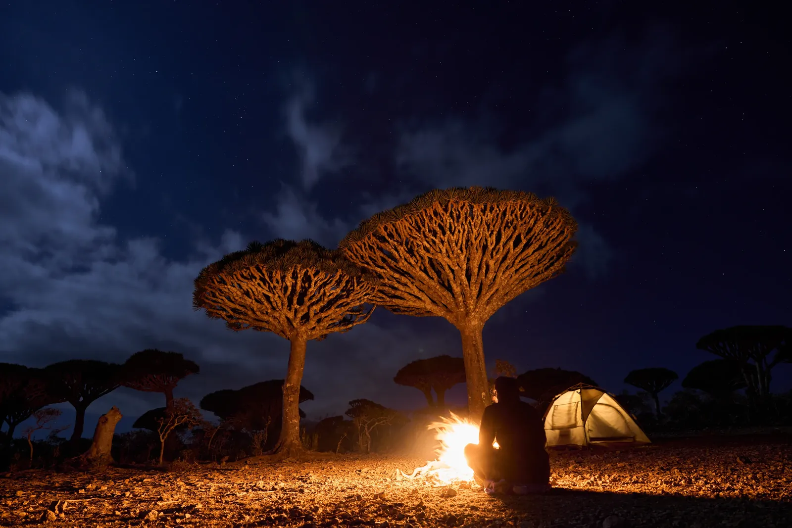 A simple tent among dragon blood trees at night