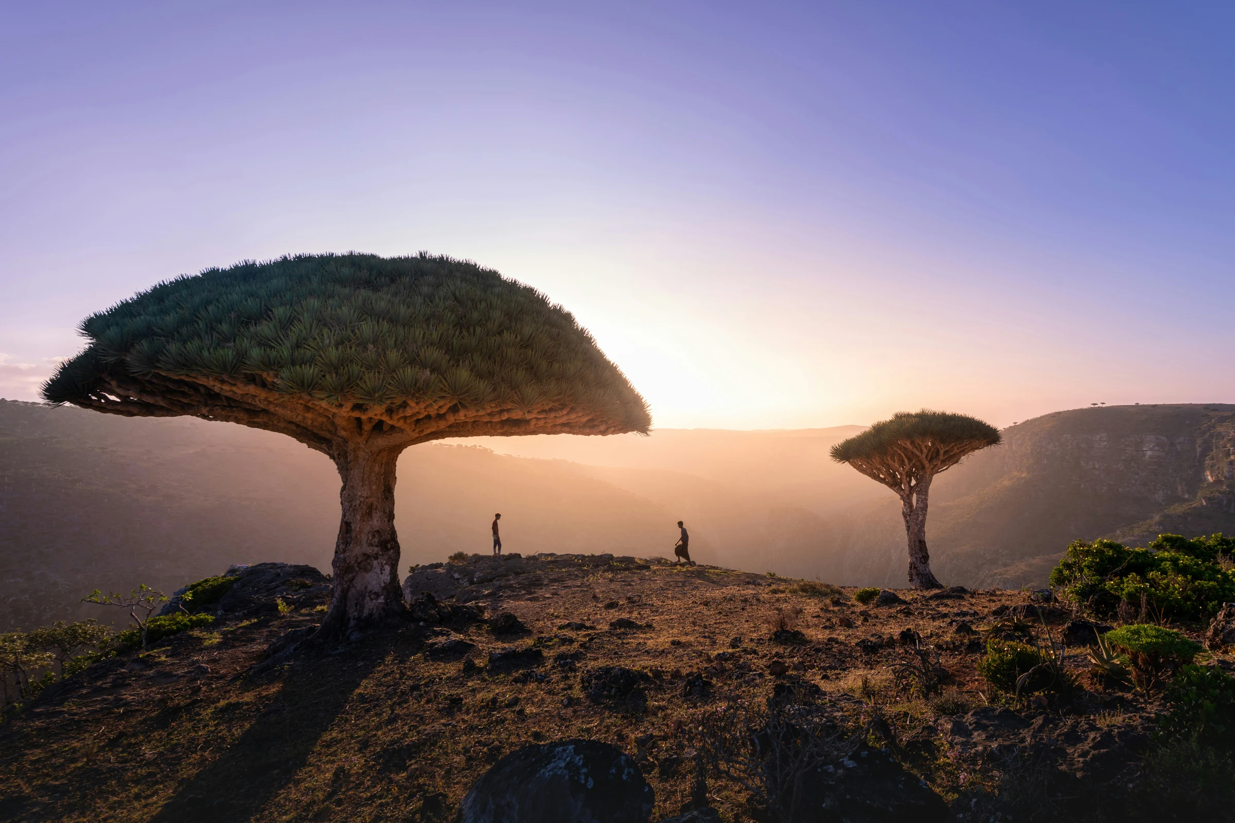 Dragon blood trees silhouetted against the rising sun in Socotra