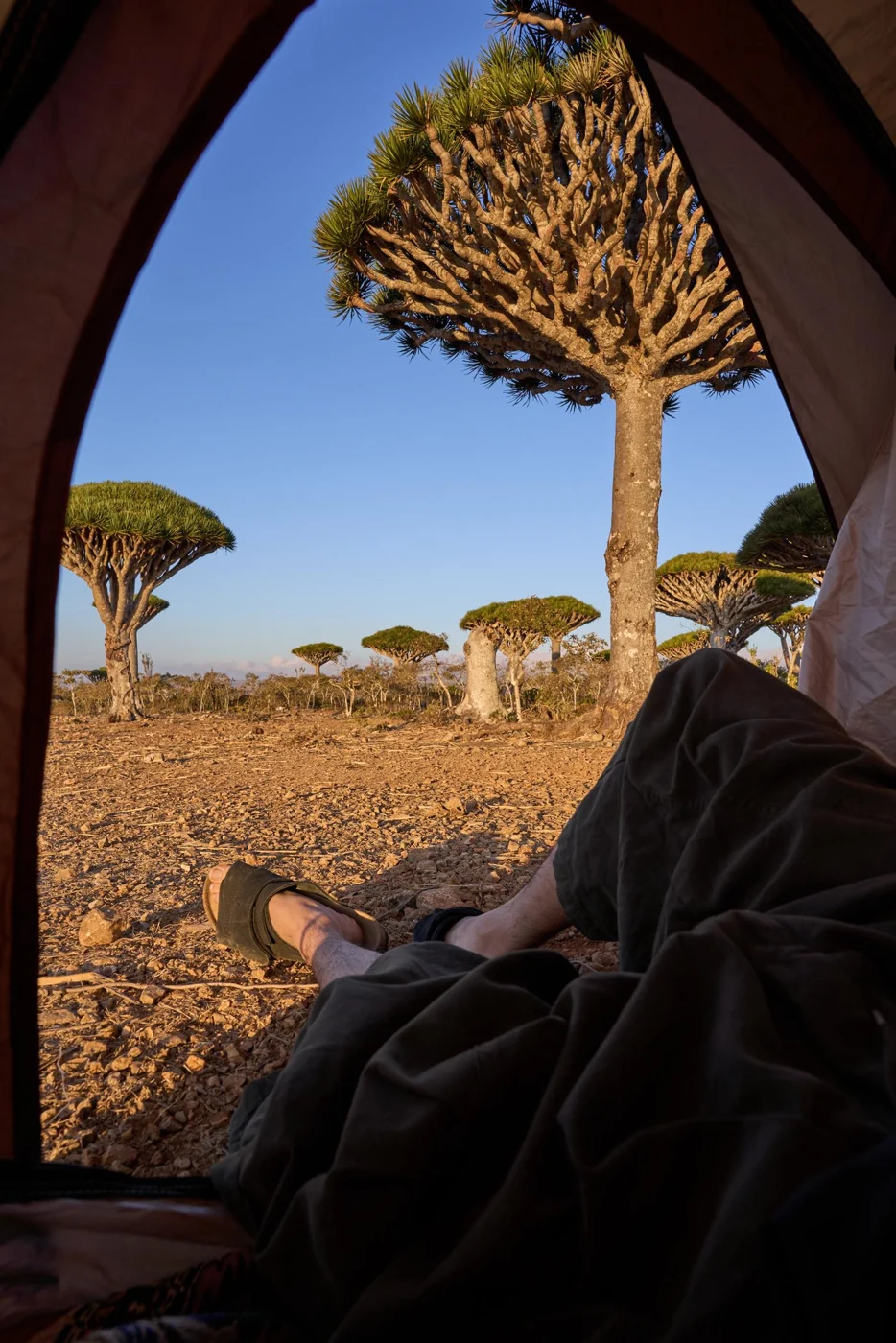 View from a tent towards dragon blood trees