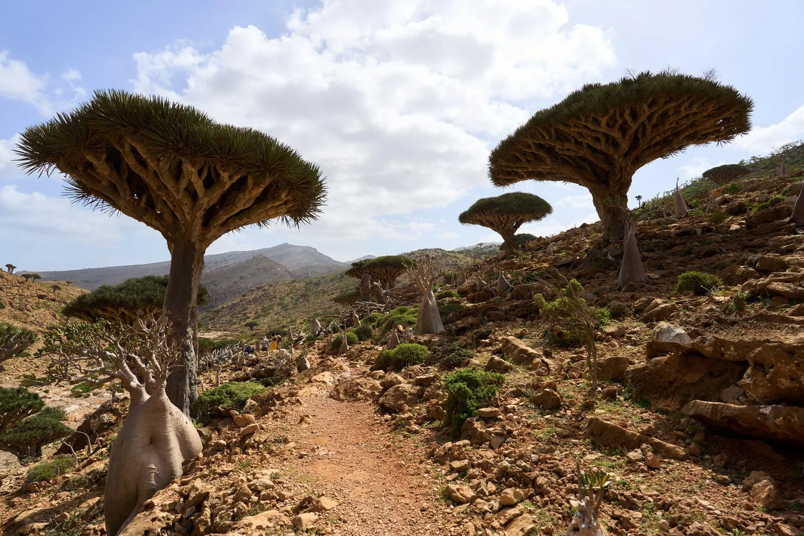 Dragon blood trees on a rocky hillside