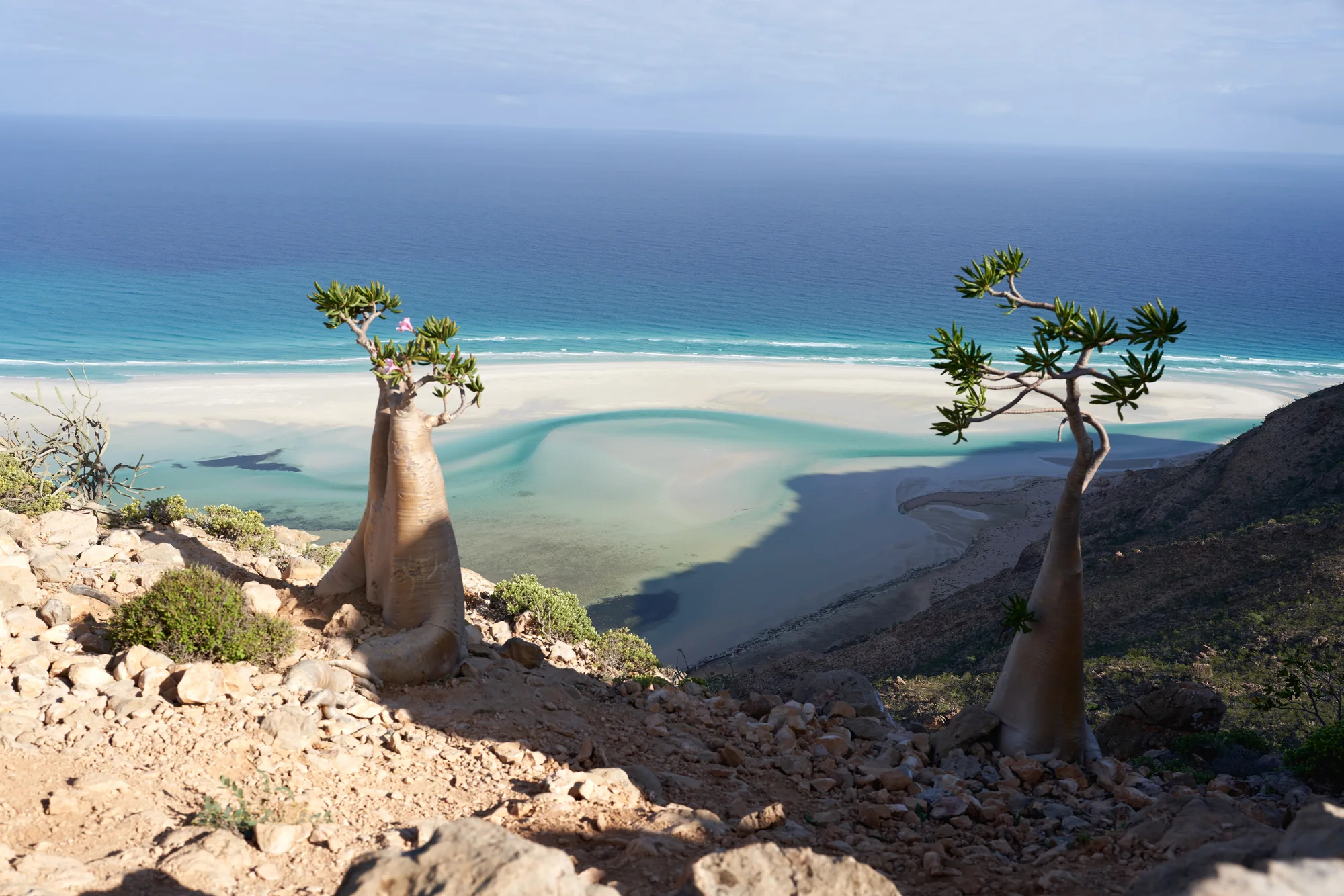 Bottle trees overlooking the white sandbar and turquoise water of Detwah Lagoon