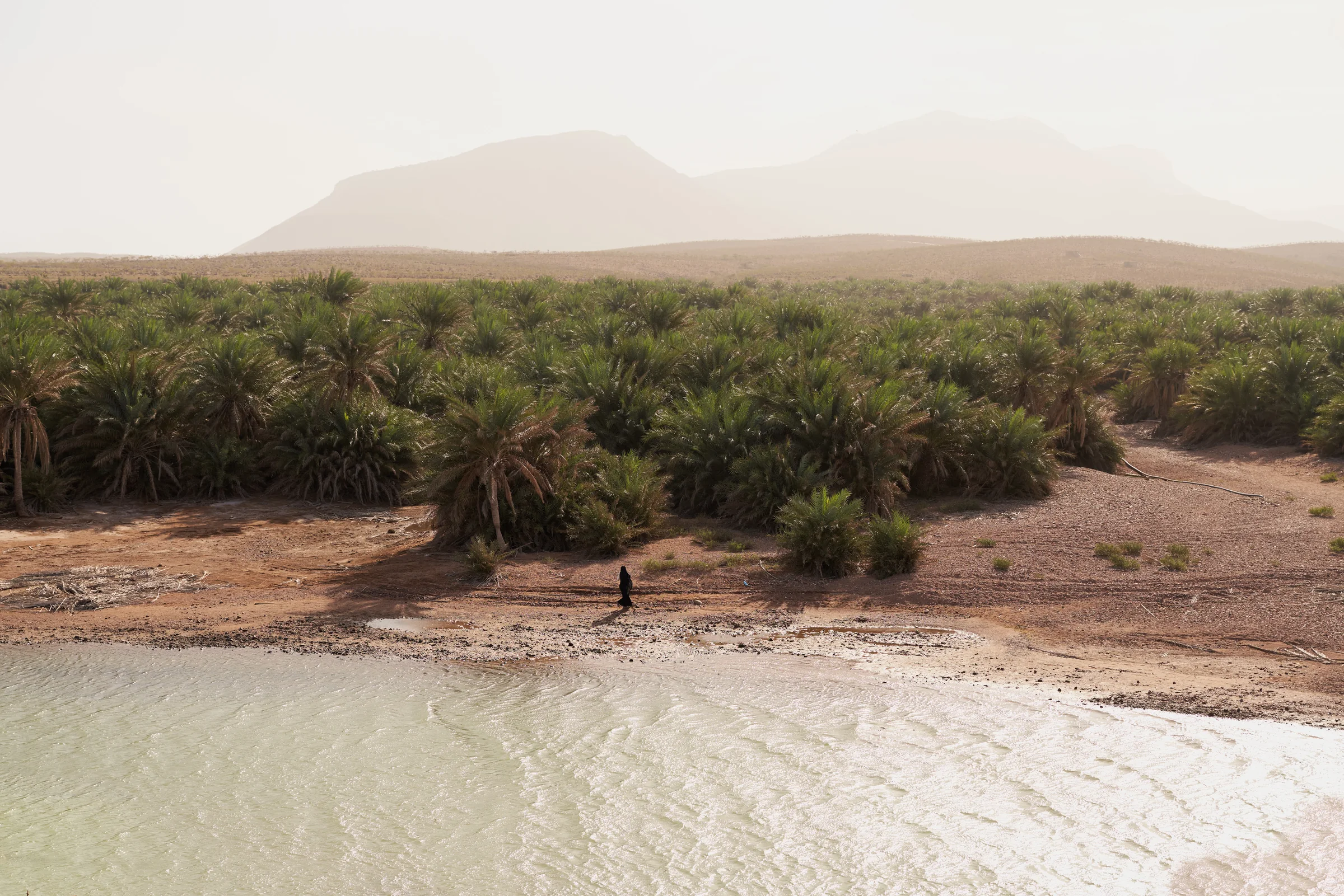 A sunlit date palm grove between the coast and Socotra’s mountains