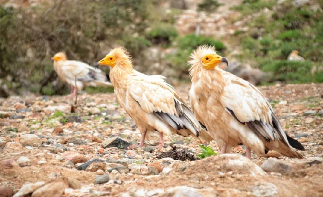 Two birds resting on rocky ground in Socotra